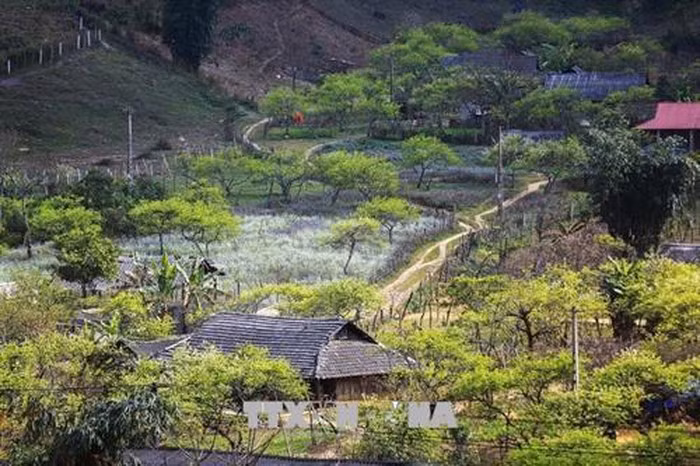 越南山罗省木州高原茶文化之美 ảnh 2