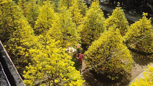 永隆省福定梅花盛开 春色满园 ảnh 1 永隆省福定梅花盛开 春色满园 ảnh 1