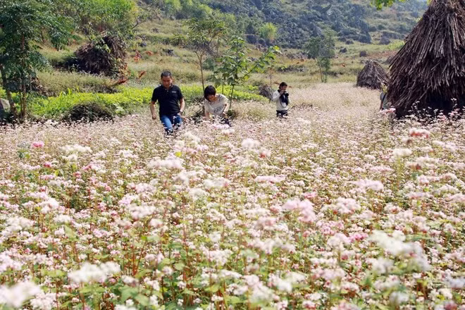 在长安名胜群欣赏荞麦花之美 ảnh 1