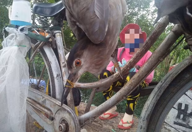 自然和生物保护圈向越南政府总理提交七个防疫措施的建议 ảnh 2