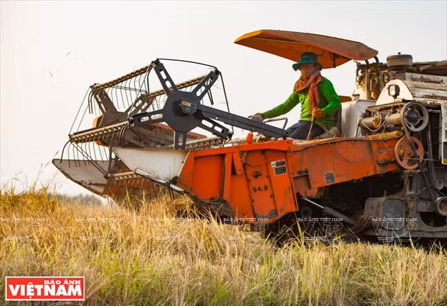 九龙江平原挺身抗旱抗碱 ảnh 20