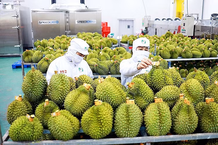  越南果蔬行业力争2023年出口额达40亿美元 ảnh 2