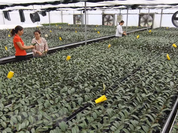 越南广宁省推进农业可持续发展 ảnh 2