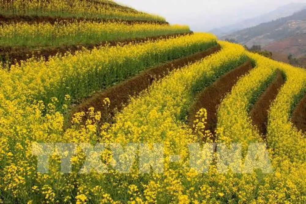 油菜花为安沛省木江界打造生态旅游新名片 ảnh 1 油菜花为安沛省木江界打造生态旅游新名片 ảnh 1