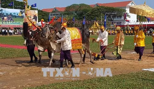 柬埔寨春耕节热闹开幕 ảnh 2