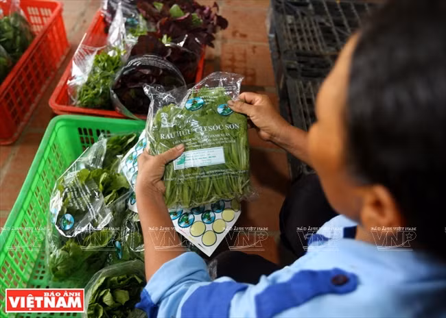 越南 VECO ảnh 11