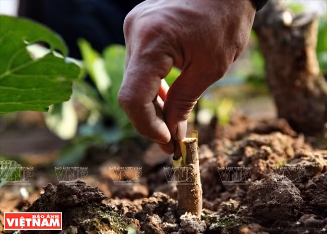 日新桃花复种季节 ảnh 4