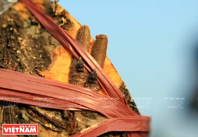 日新桃花复种季节 ảnh 6