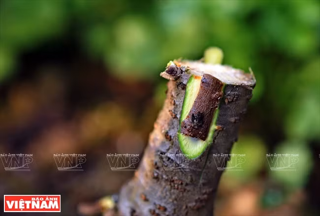 日新桃花复种季节 ảnh 5