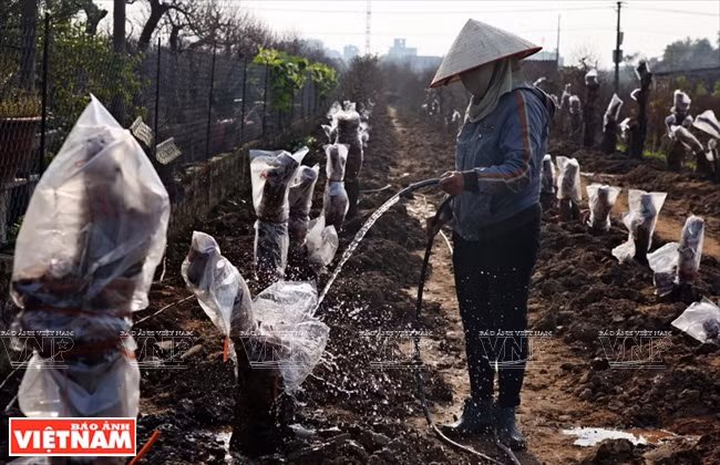 日新桃花复种季节 ảnh 9