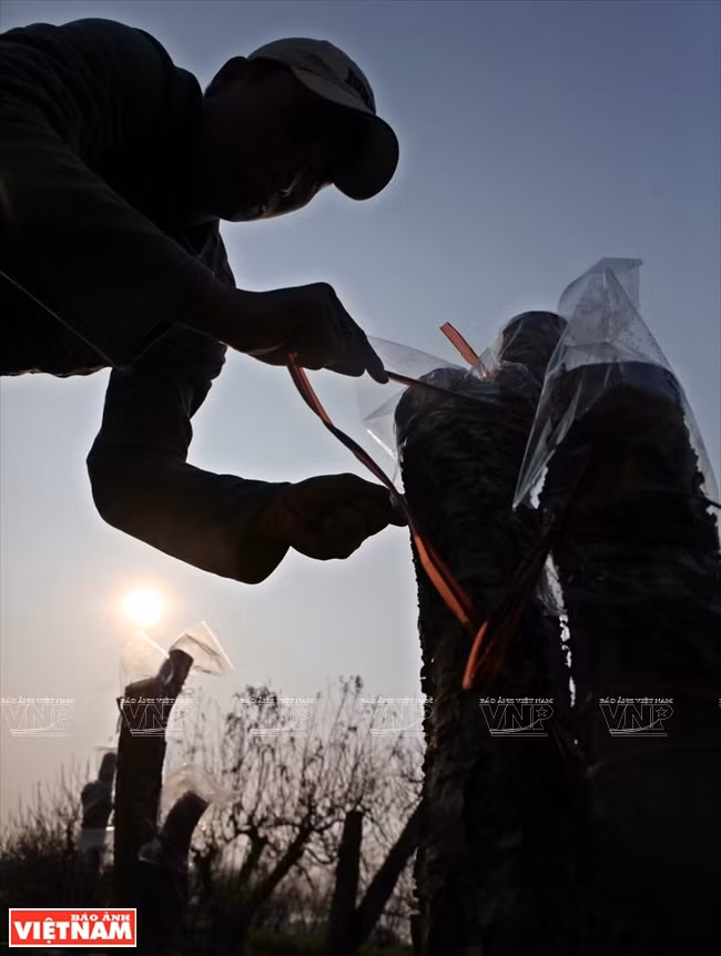 日新桃花复种季节 ảnh 8