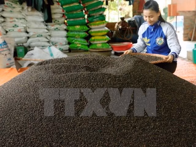 2017年1月全国胡椒出口量同比大幅下降 ảnh 1