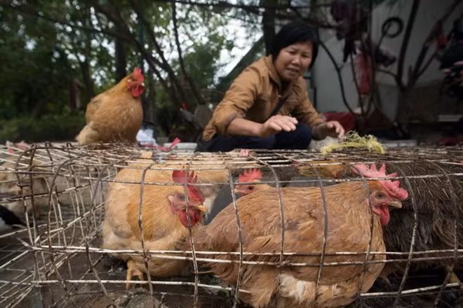 越南大力采取措施 严防H7N9禽流感 ảnh 1