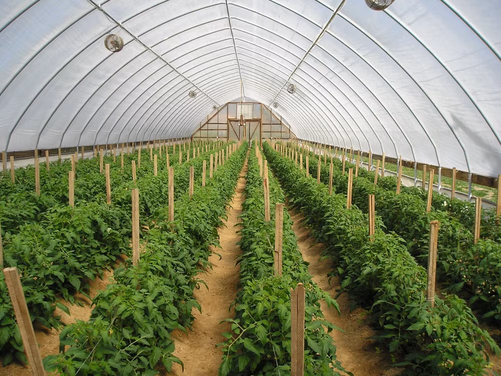 荷兰赴越南河南省考察建设越南与东南亚地区高品质蔬菜育种研究中心 ảnh 1