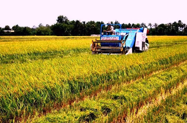 面对融入国际挑战的九龙江平原农业 ảnh 1