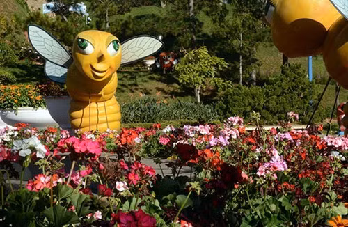 大叻城之花（组图） ảnh 4