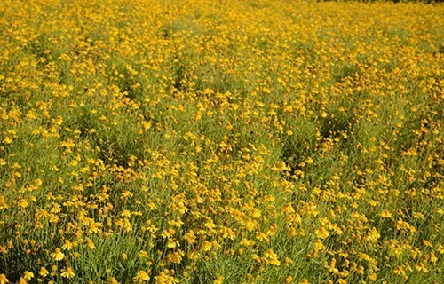 大叻城之花（组图） ảnh 6