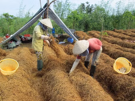 同塔省农民靠种草菇致富 ảnh 1