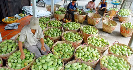 为越南水果寻找在世界市场上的立足之地 ảnh 1 为越南水果寻找在世界市场上的立足之地 ảnh 1