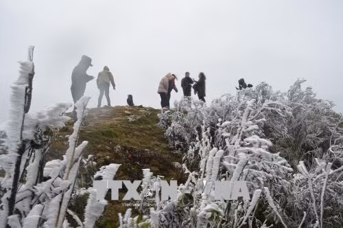 下雪天气 母山旅游景区游客量猛增 ảnh 1