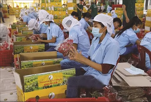 努力确保越南农产品顺利出口到中国 ảnh 2