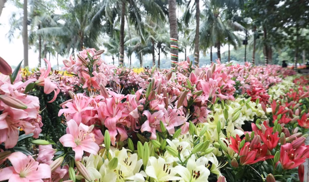 2023年越南花卉展在河内开幕 ảnh 1
