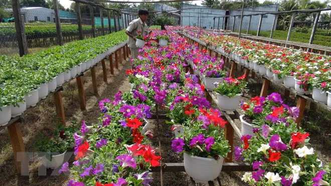 承天顺化省花农忙碌栽培 让花卉正当春节绽放 ảnh 1 承天顺化省花农忙碌栽培 让花卉正当春节绽放 ảnh 1