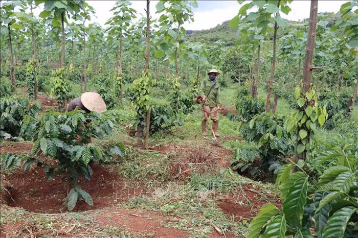 越南努力开展地区消饥减贫工作 ảnh 1