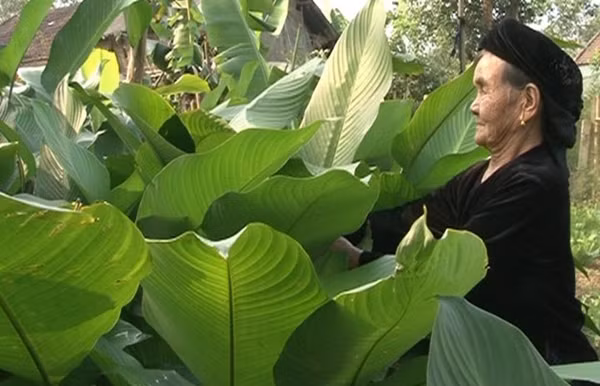河内最大柊叶种植村春节前迎来大丰收 ảnh 1