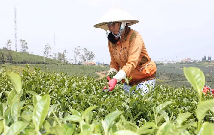 今年前10月茶叶出口增长14%以上 ảnh 1