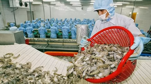 越南虾类对中国台湾的出口额攀升 ảnh 1