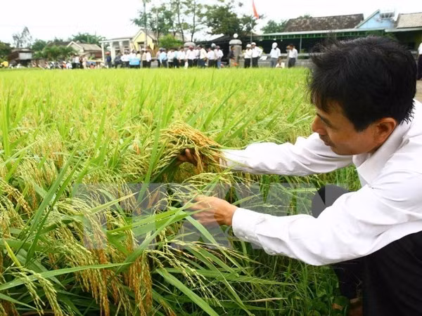 2016年越南水稻种植面积将减少10万公顷 ảnh 1
