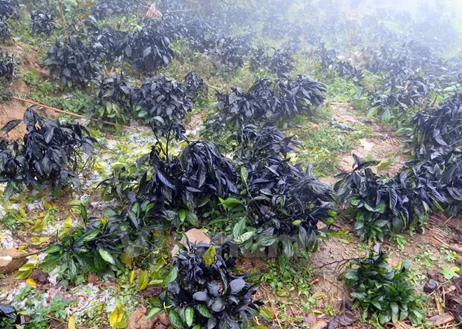 阮春福副总理莅临老街省沙巴县视察严寒天气影响克服工作 ảnh 2