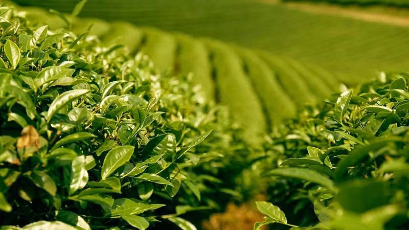 提高茶叶的经济效果：想方设法促进茶业可持续发展 ảnh 1