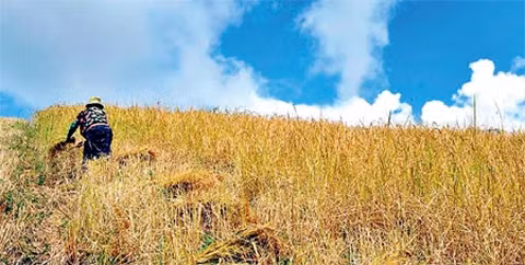 北山“金季”之美 ảnh 2