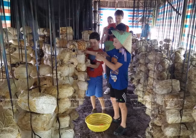 老外学当越南农民 ảnh 7