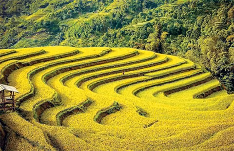 北山“金季”之美 ảnh 4