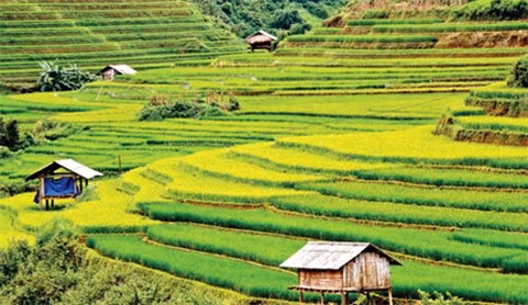 北山“金季”之美 ảnh 3