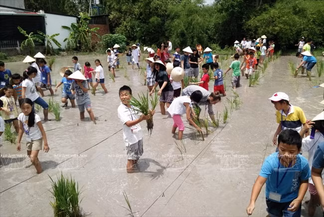 老外学当越南农民 ảnh 3