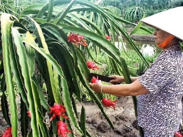 平顺省火龙果产业朝着高科技方向发展 ảnh 1