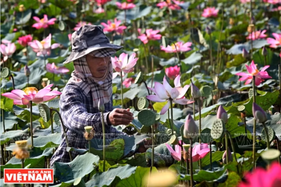 莲子糖水——河内美食精华 ảnh 1