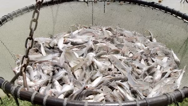 美国参议院通过解除进口鲶鱼及其产品强制检验法规的决议 ảnh 1
