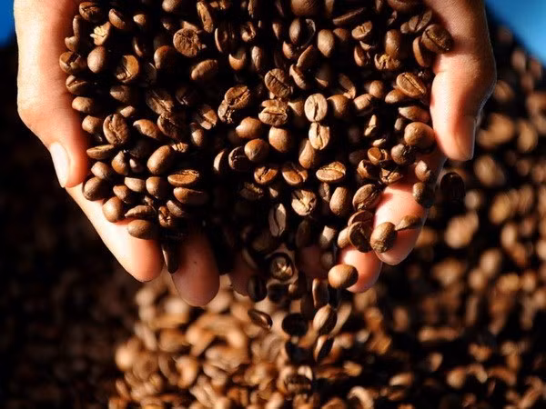 越南咖啡产量可能下降30% ảnh 1