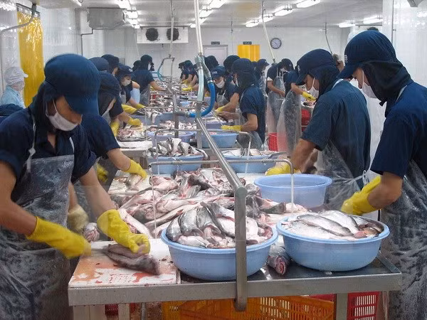 8月2日起出口至美国的全部鲶鱼产品将被实施再检验措施 ảnh 1