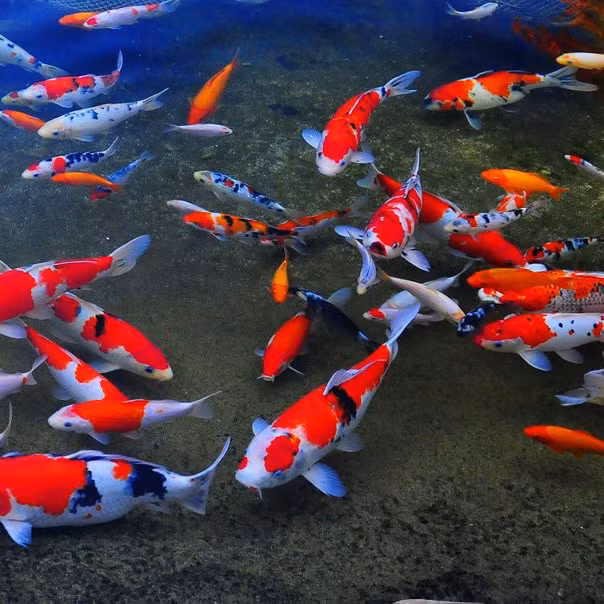 今年前11月胡志明市观赏鱼出口创汇达2100万美元 ảnh 1