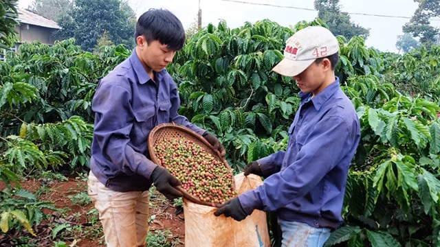 升级越南咖啡品牌 ảnh 1