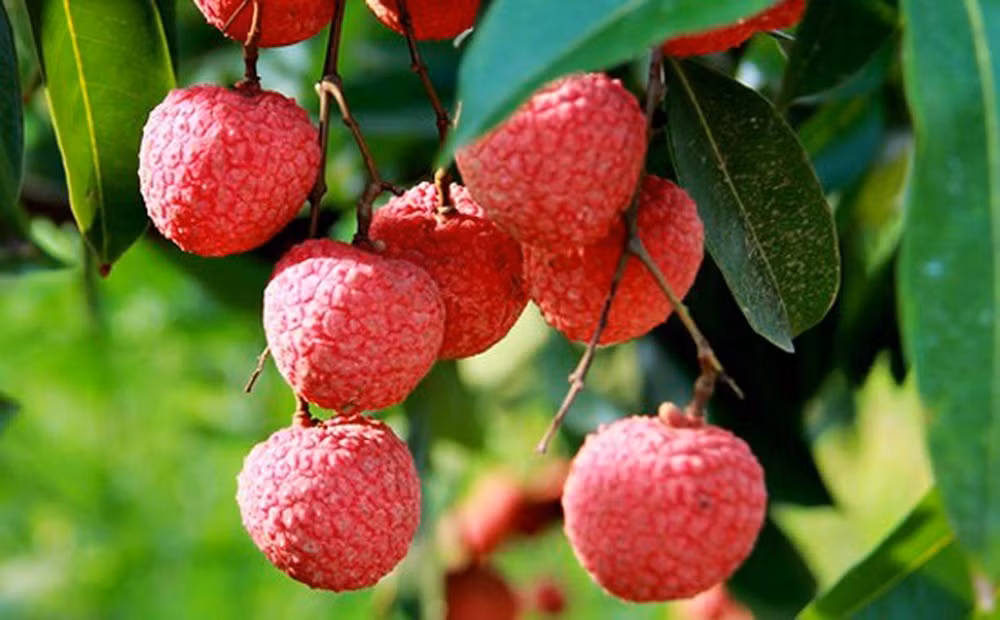 主动采取措施为首批荔枝对日本出口做好准备 ảnh 1