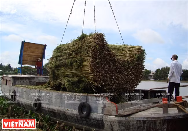 盐碱地复种模式 ảnh 6