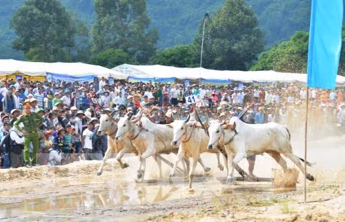 安江省力争让七山赛牛节成为国际性赛事 ảnh 1