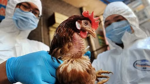 越南政府总理发布关于预防畜禽疫病的通知 ảnh 1